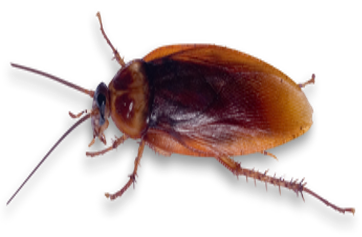 plagas de insectos: chinches, cucarachas, pulgas